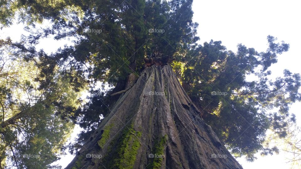 A Redwood Giant