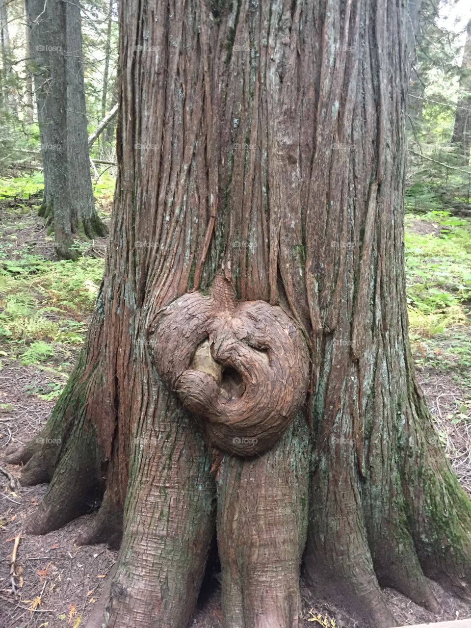 Heart of tree