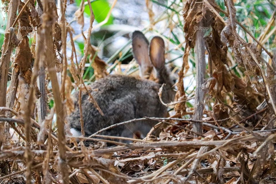 A wild rabbit in a wooded part of the city of Madrid