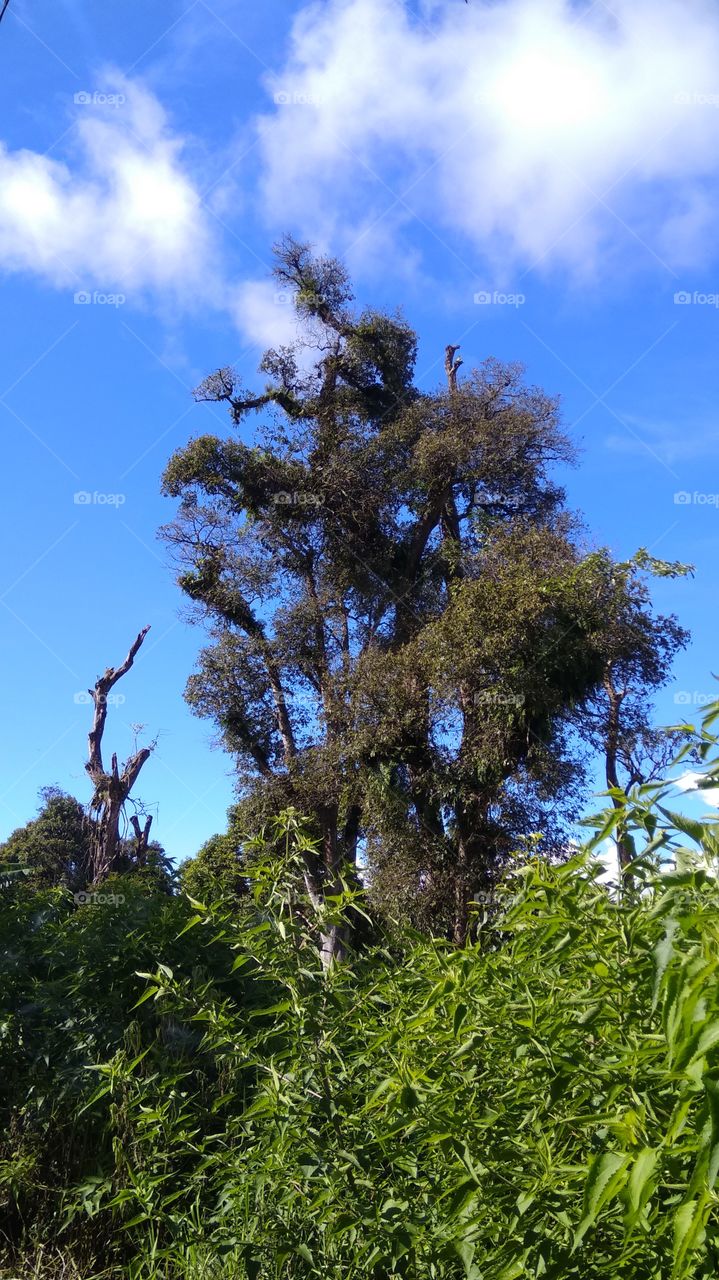 wild tree and blue sky at summer