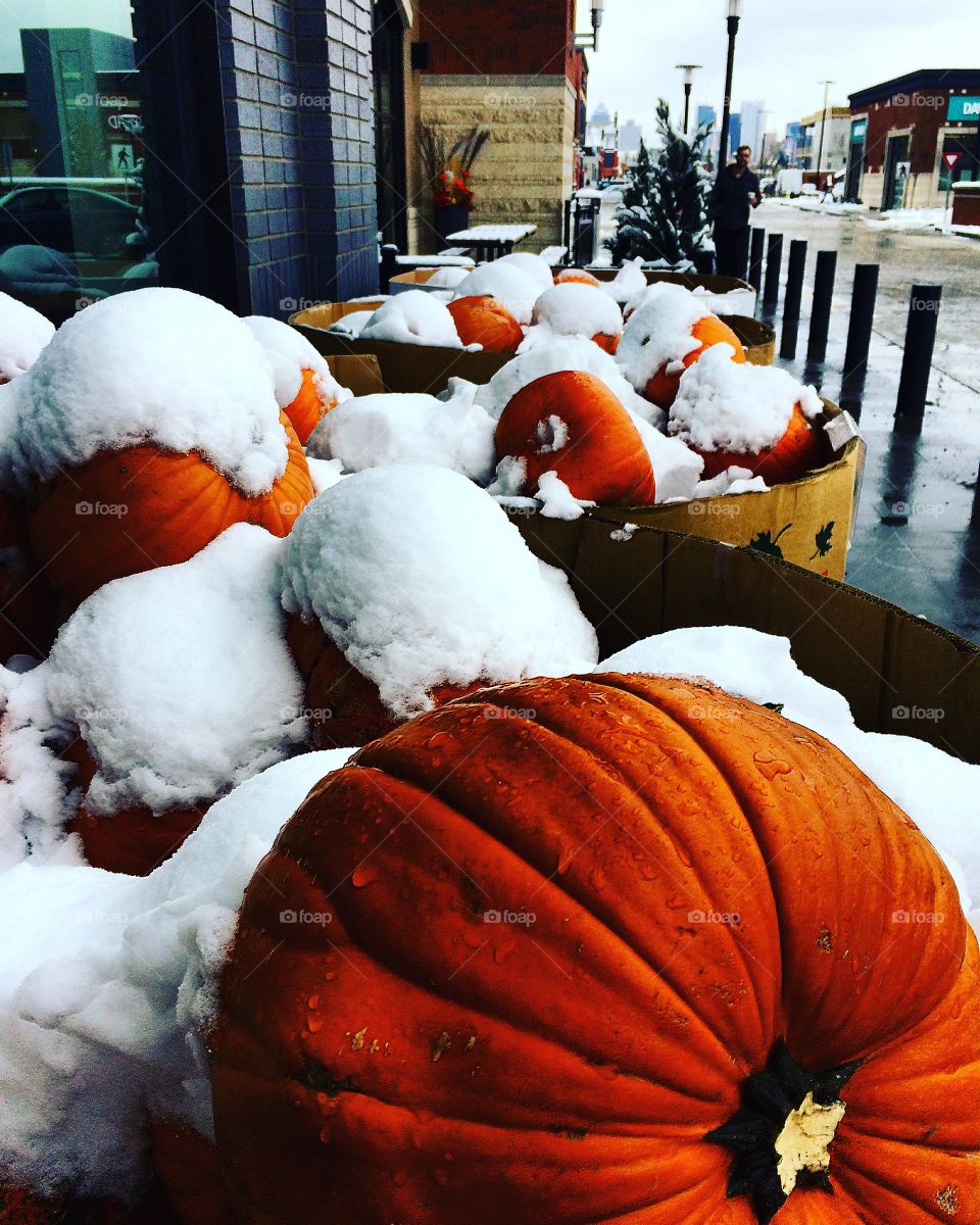 Pumpkins in the snow 