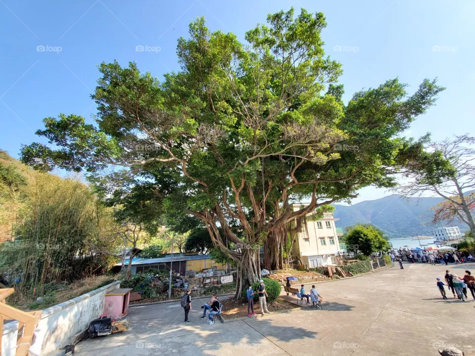 Tree