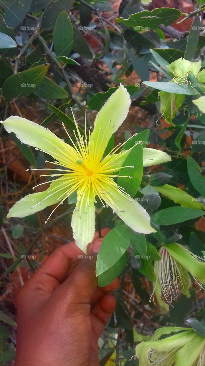 twinkling star flowet