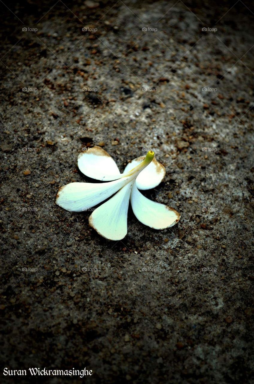 araliya flower