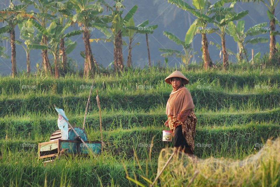 people rice landscape