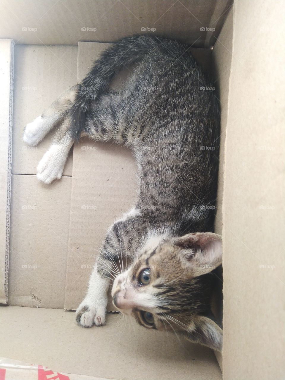 cute sleep in the box