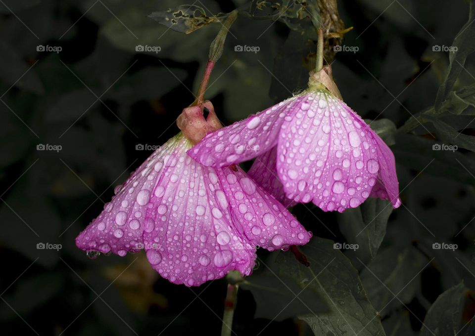 Raindrops on pink flowers