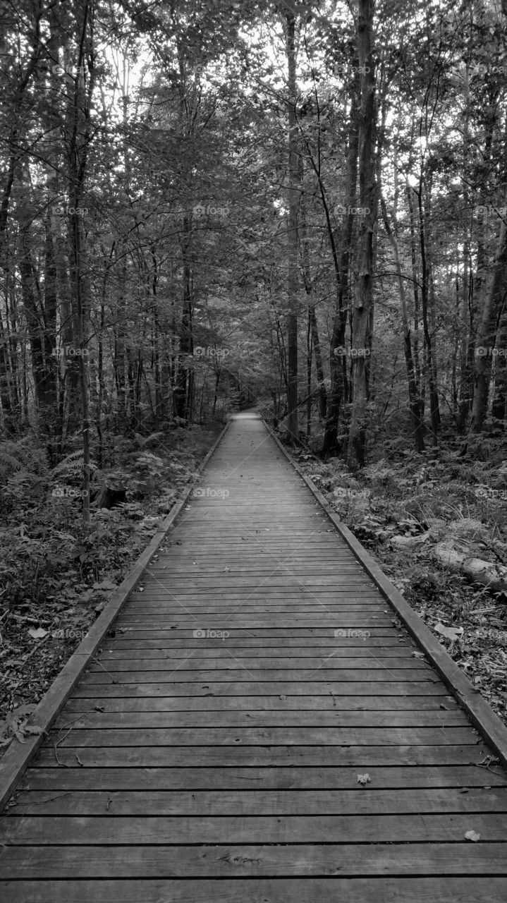 Nature in Black and White. a peaceful day enjoying nature.