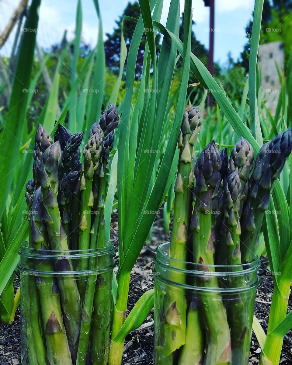 fresh asparagus in front of garlic