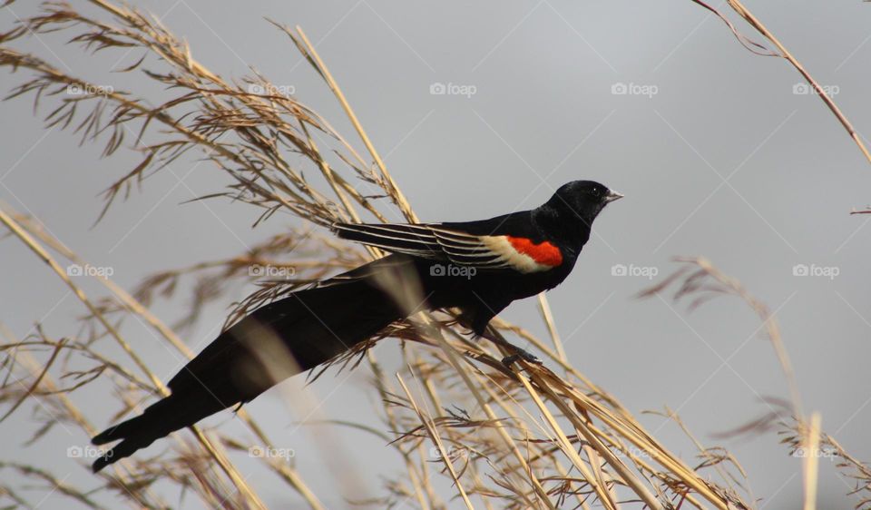 Long-tailed Widowbird in tall grass.