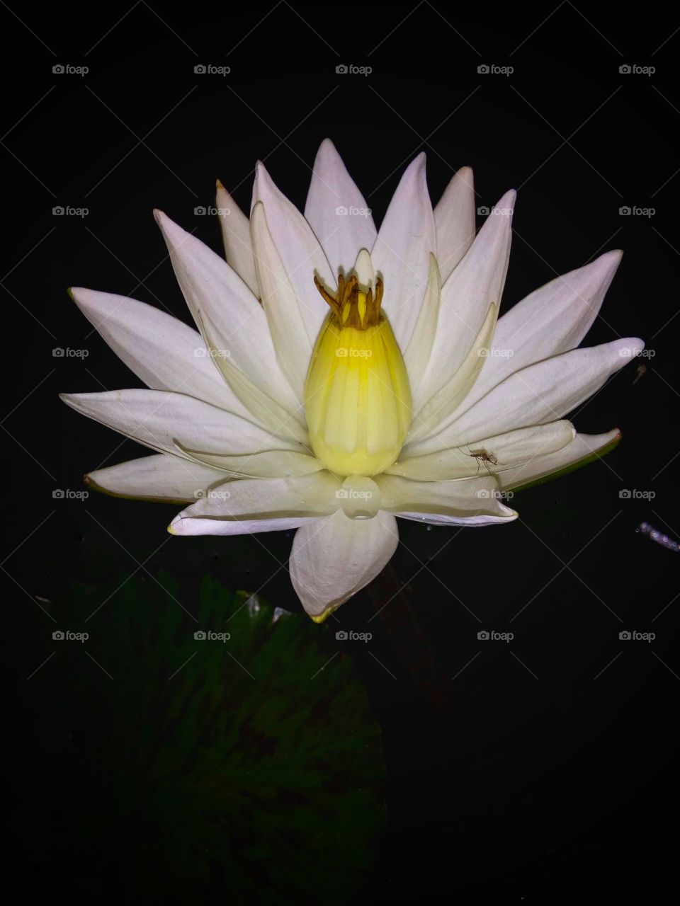 water lily
