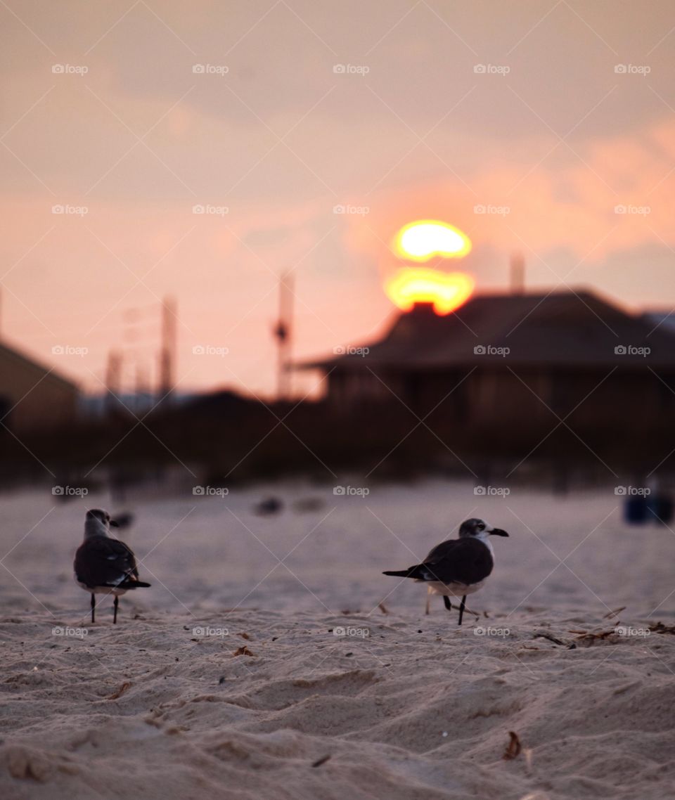 Birds on the beach at sunset