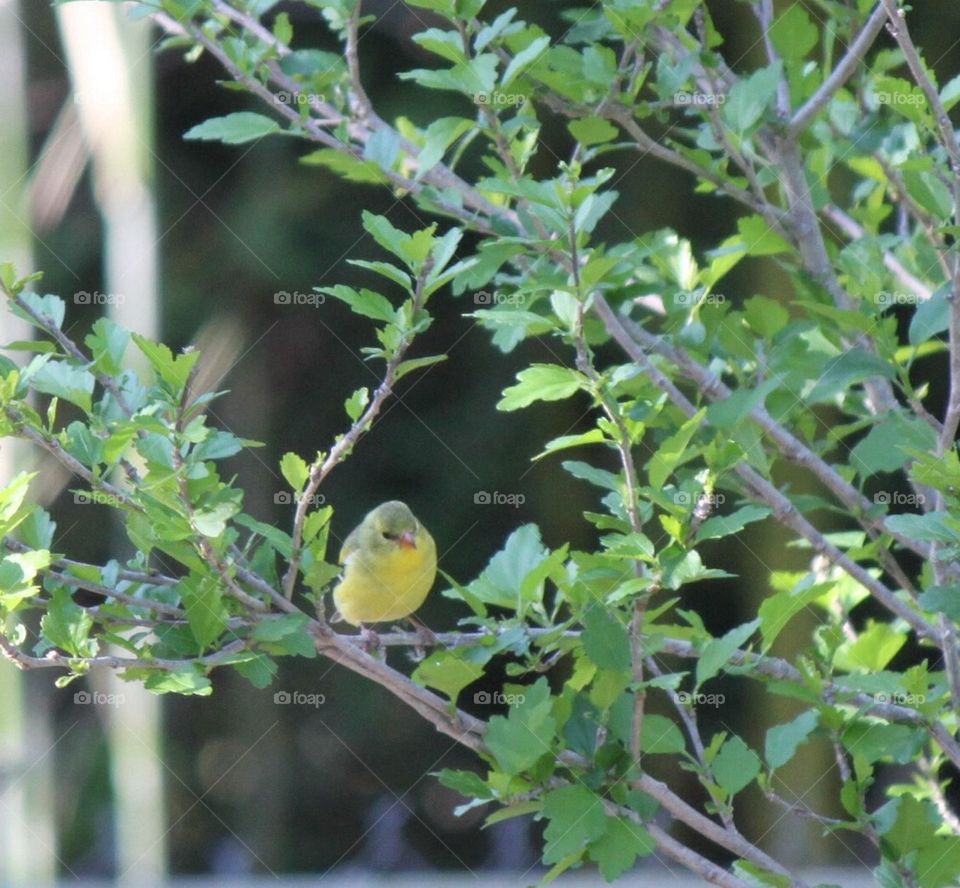 Goldfinch in nature