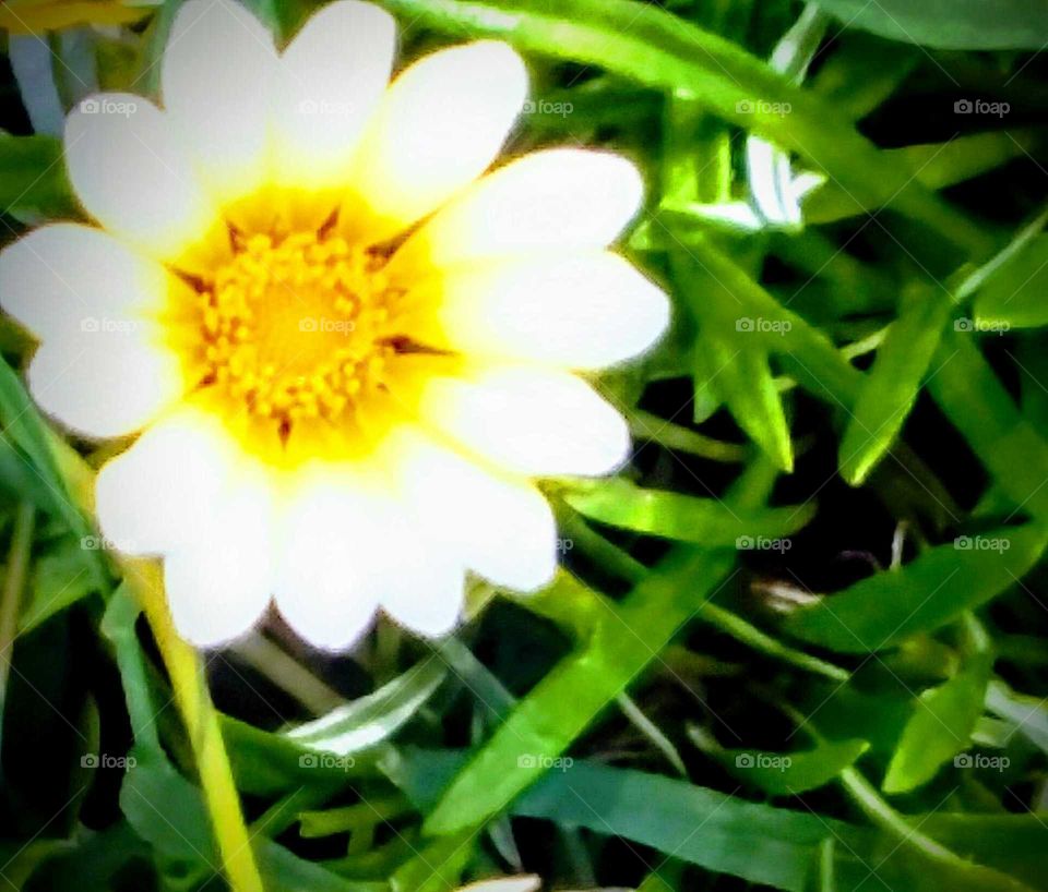 Single White Flower Macro