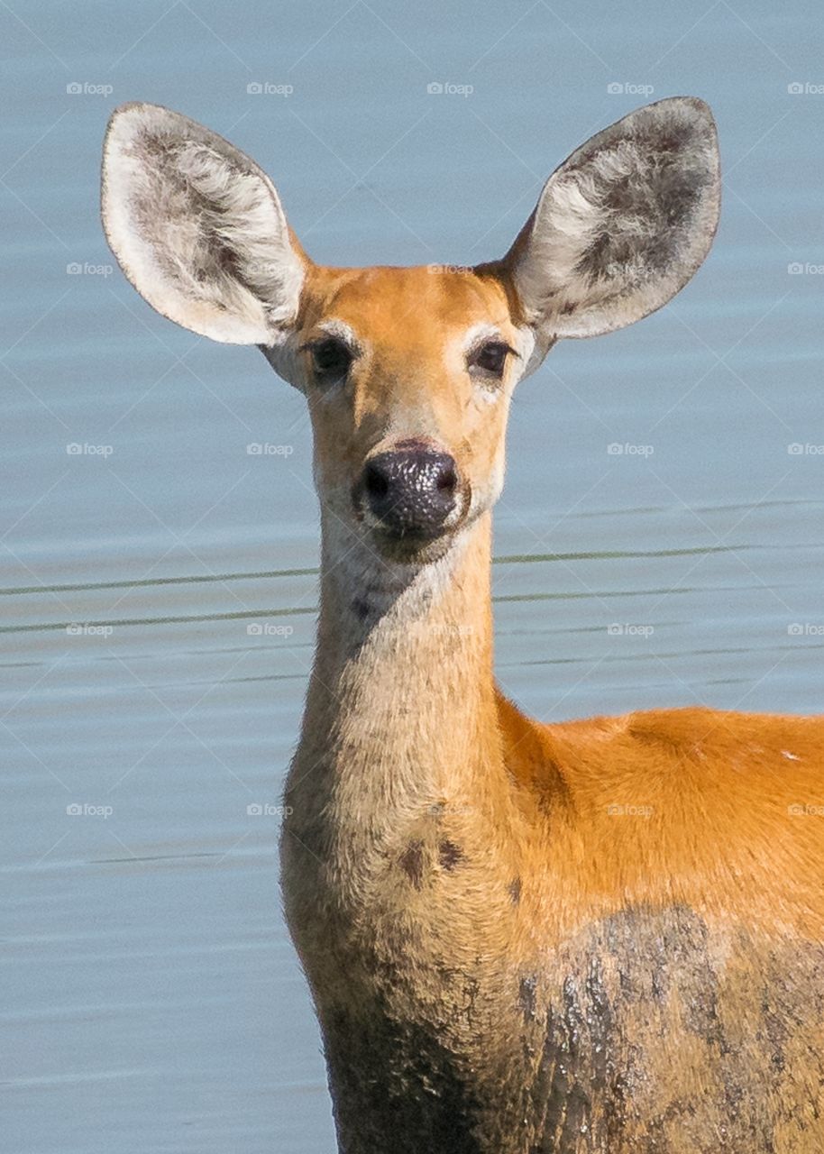 wildlife PANTANAL MS