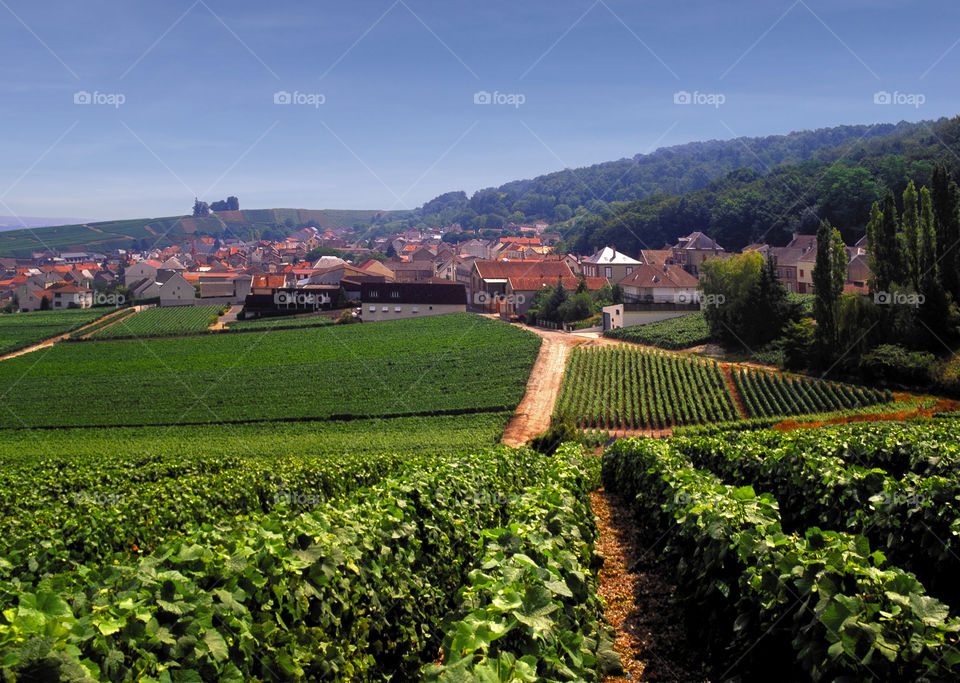 Champagne . Vineyards