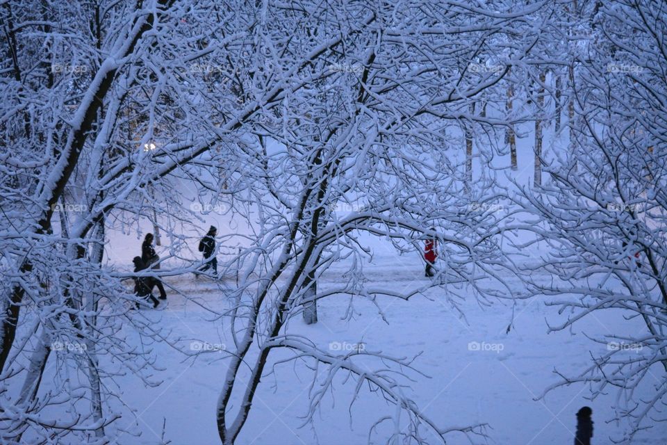 Winter, Snow, Cold, Tree, Frost