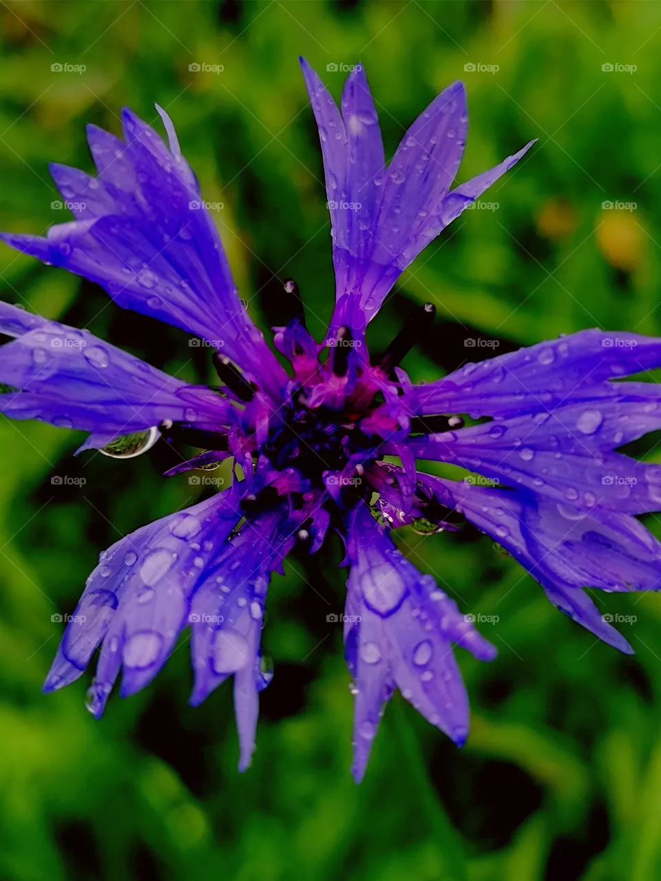 knapweed