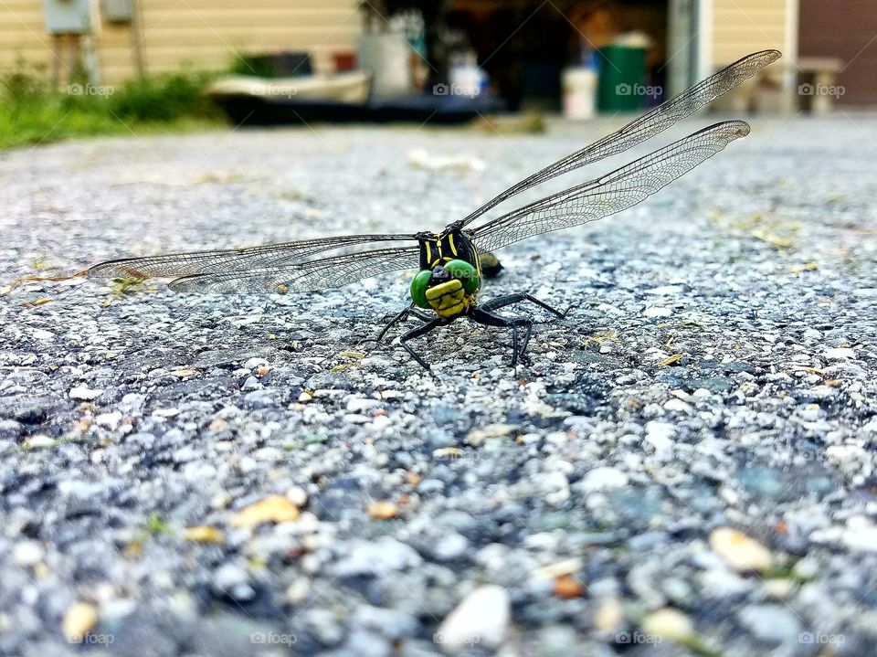 Dragonfly