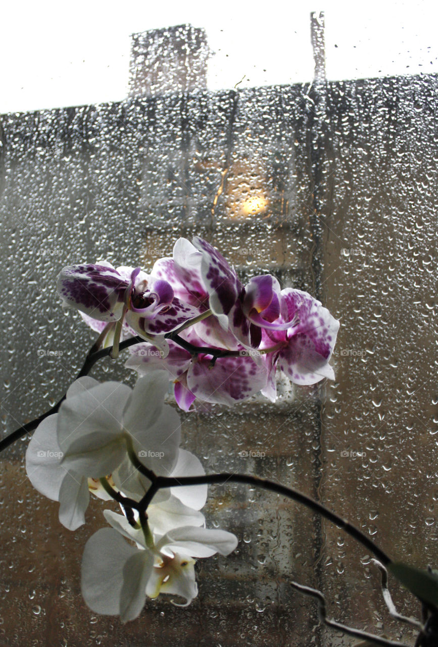 Orchid flowers in a rainy day 5