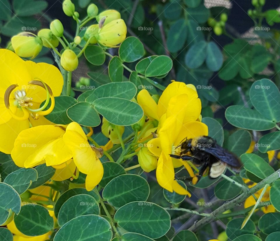 yellow cassia with a burrow bee