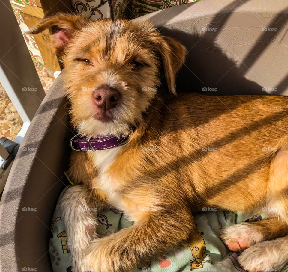 Young puppy sits sunbathing in her bed, behind the safety of a child gate, which casts long shadows across her, from the late afternoon sun