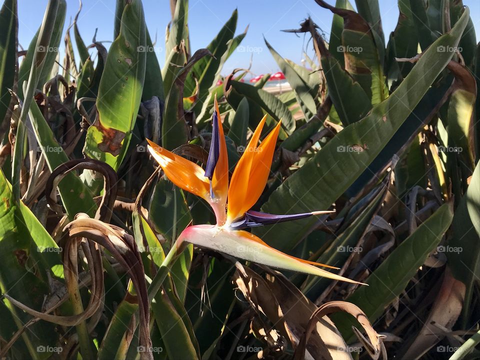 Strelitzia reginae ,bird of paradise flower