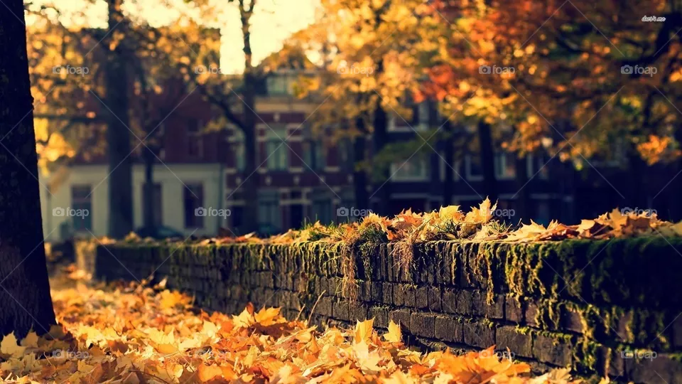 Autumn season 