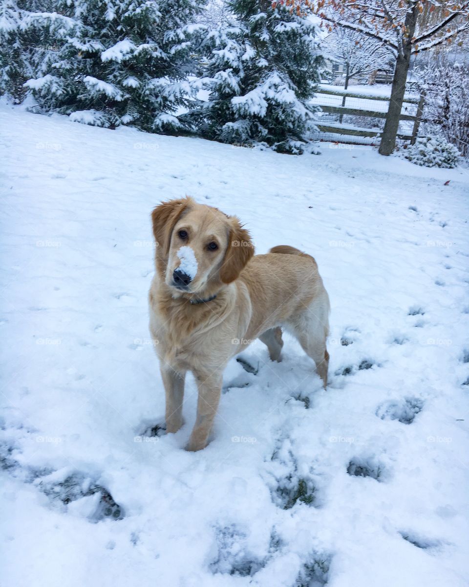 Golden retriever teen puppy 