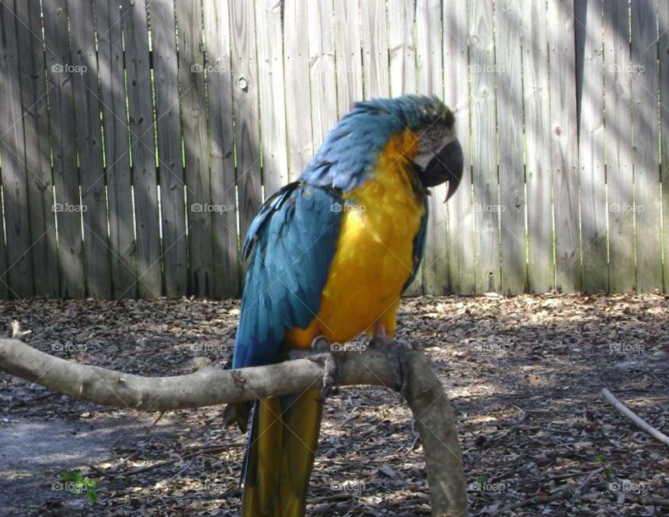 Macaw Parrot. Macaw Parrot sitting on a branch at the gulf breeze zoo