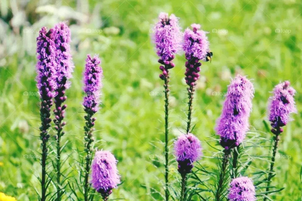 flowers