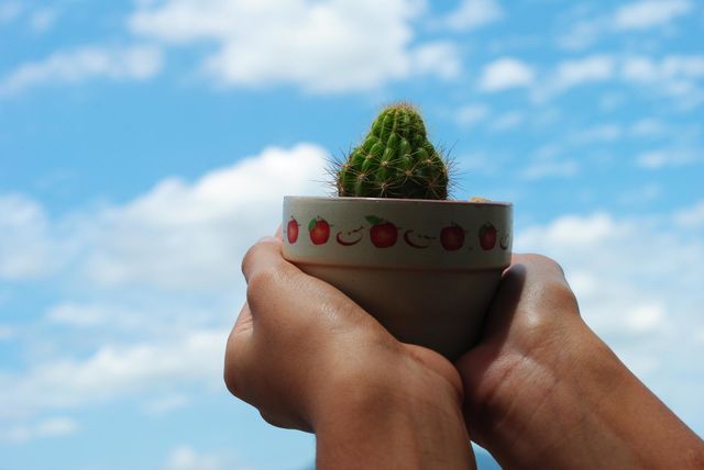 Cactus🌵