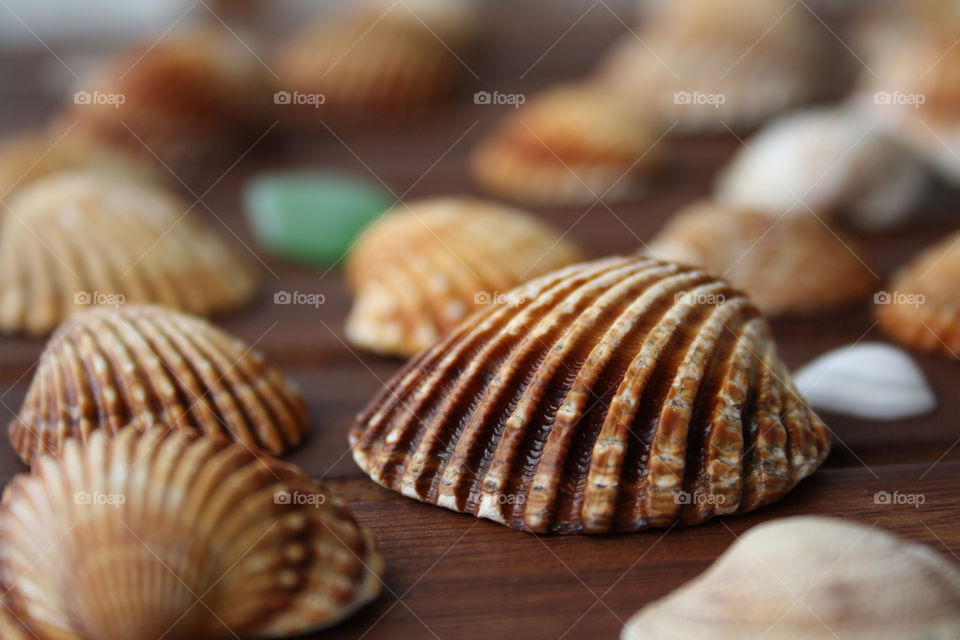 sea spain shell by lorimar