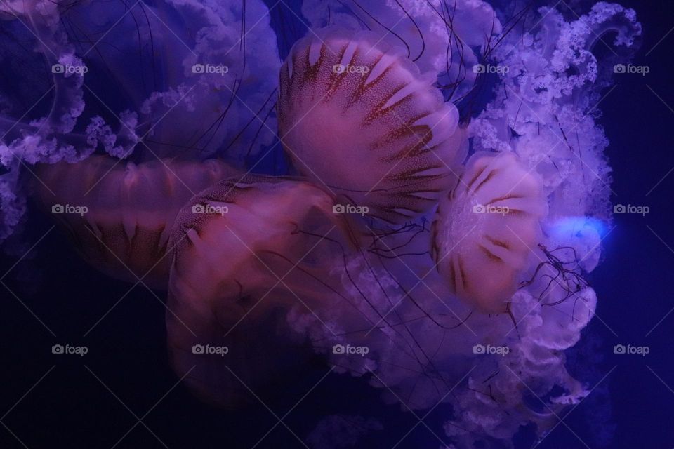 Jellyfish