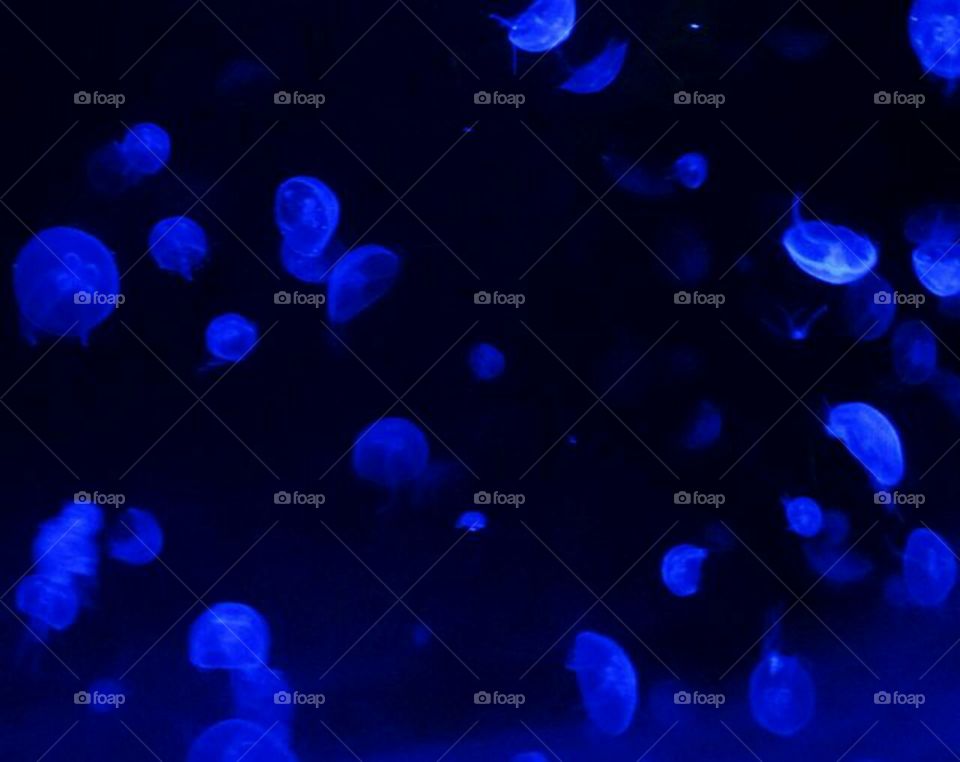 Glowing Jellyfish