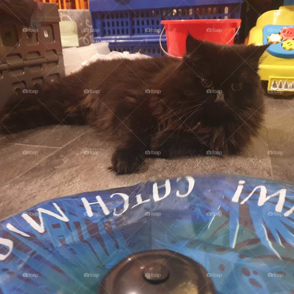 play game with cat Xena