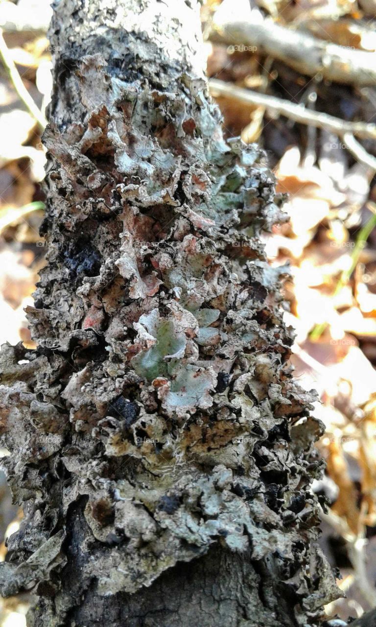 Lichen