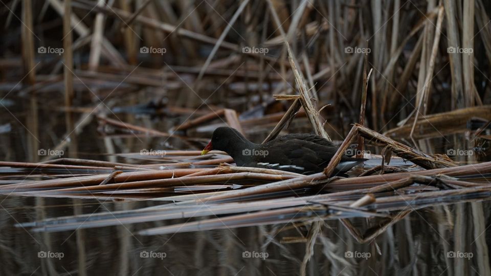 Bird(fulica)