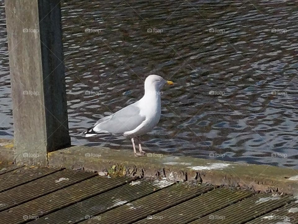 seagull