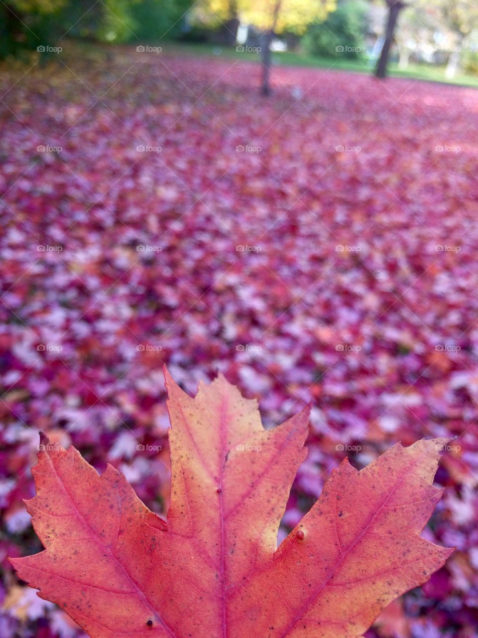 Beautiful Autumn Toronto 