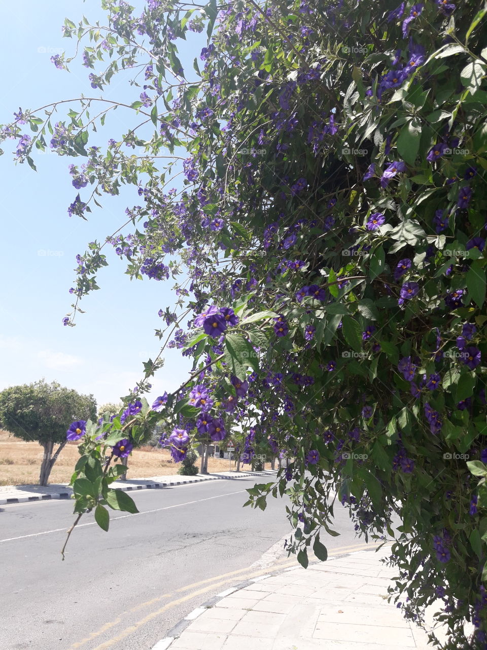 tree with purple flowers