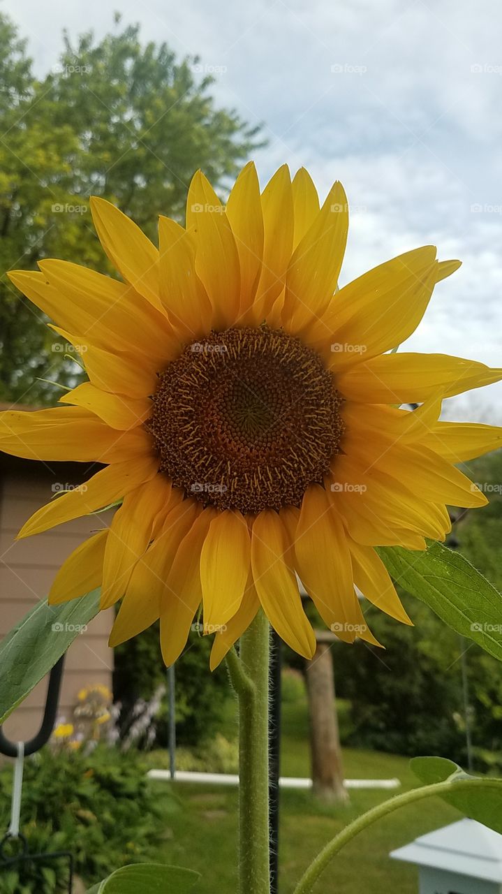Sunflower