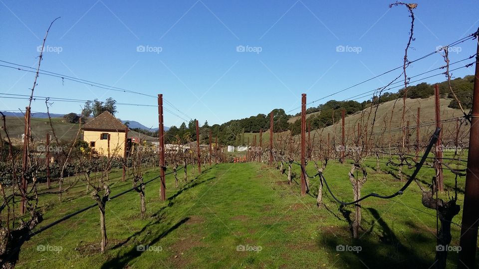 Nappa Valley Winery