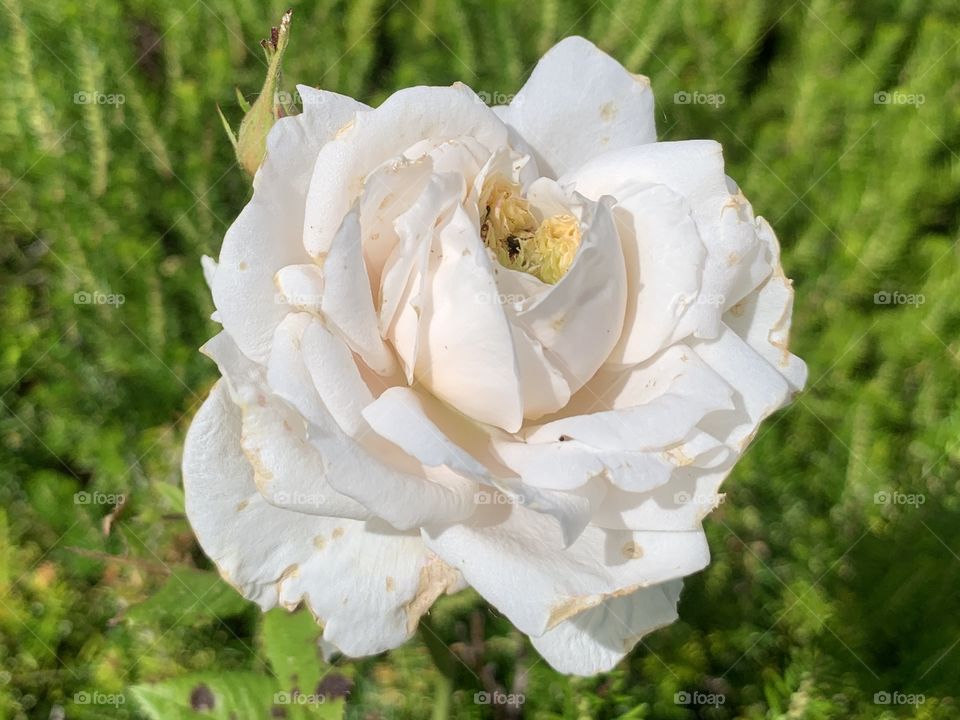 White rose 