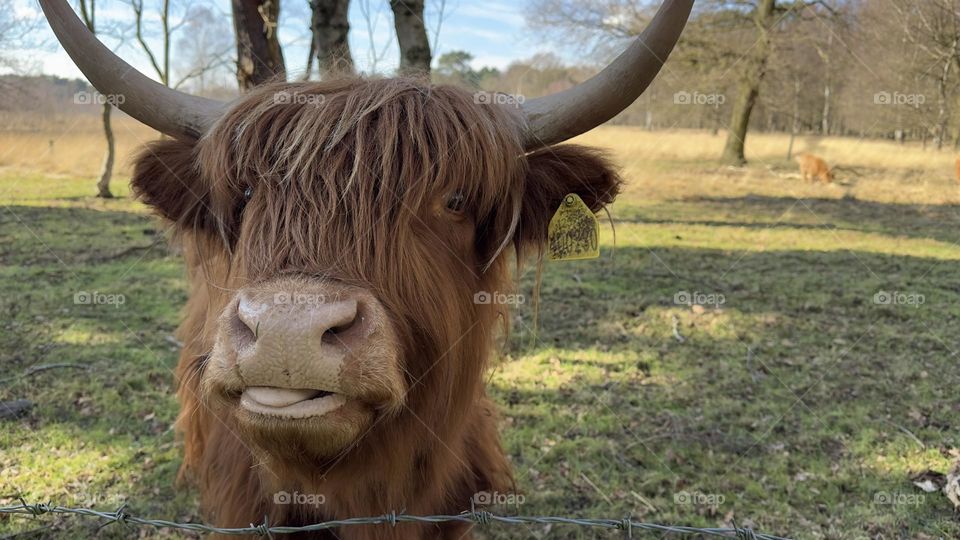 A close up of a highland cow