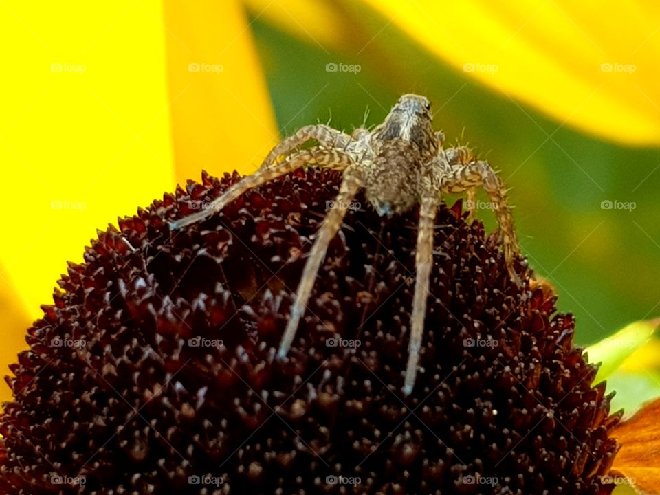 Spider on flower