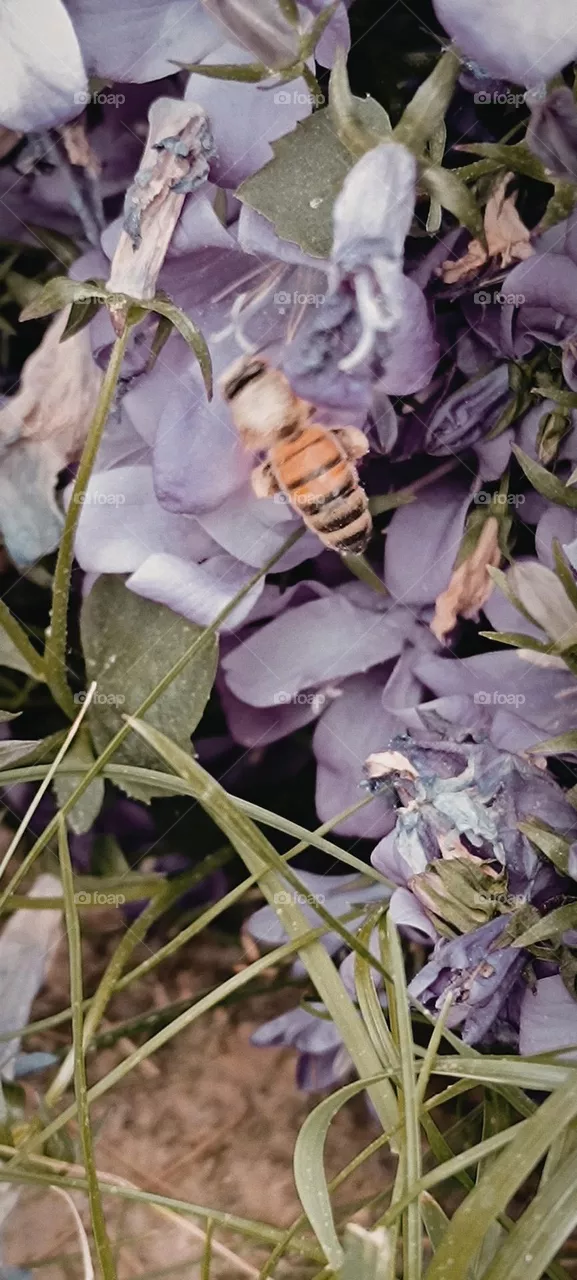 Bee and bumblebee foraging