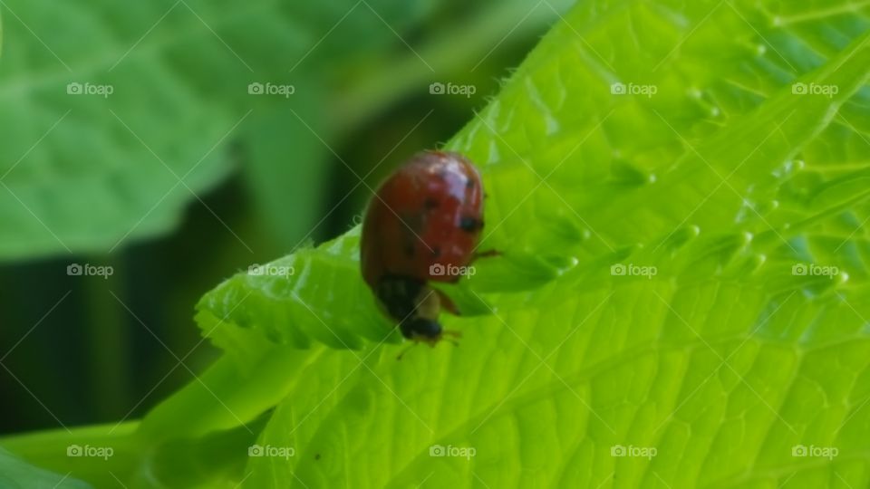 lady bug