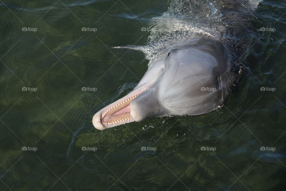 Friendly wild dolphin, South Australia closeup, in the ocean, Spencer Gulf, Eyre Peninsula, Australian wildlife