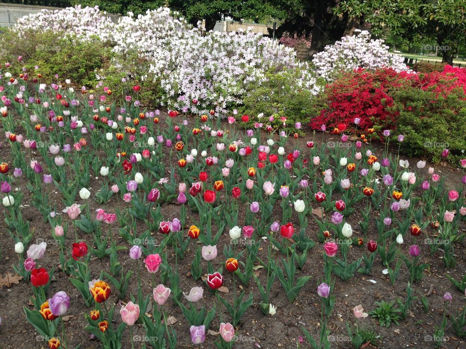 Flowers in D.C.